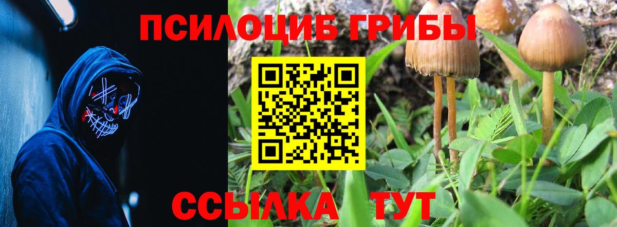 Псилоцибиновые грибы Psilocybine cubensis Анжеро-Судженск